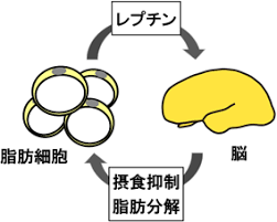 西区新町身体能力向上運動不足解消